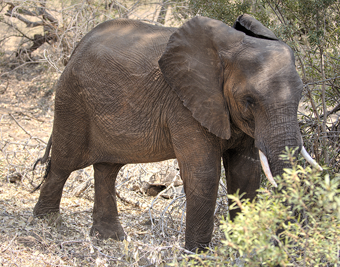 Elephant visiting bungalow